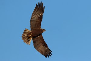 marsh harrier (female)