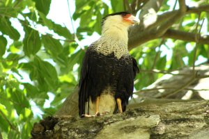 Crested Caracara