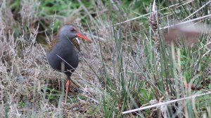 water rail