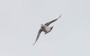 Common Wood Pigeon