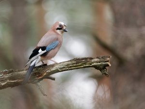 Eurasian jay