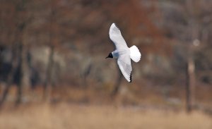 Black-headed gull