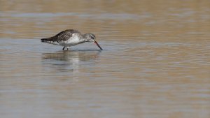 spotted redshank