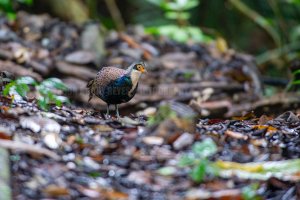 Bornean Peacock-Pheasant