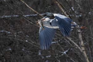 Grey Heron with fish