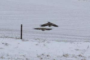 Eagles in the snow.