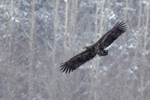 Eagle in a blizzard