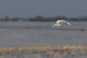 Snowy Owl with a Backpack