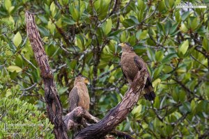 Two Crested Serpent-Eagles, Borneo