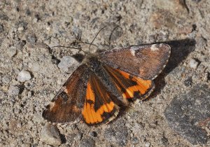 Orange Underwing