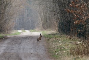 Brown hare