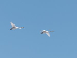 Whooper swans coming back