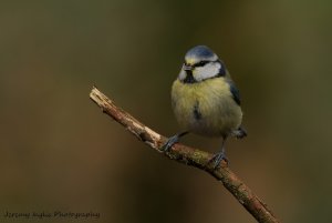 Blue Tit