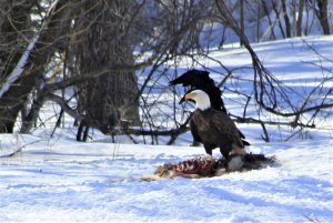 Bald Eagle v American Crow