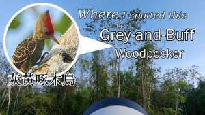 Where I spotted Grey-and-Buff Woodpecker, Borneo