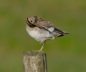 Preening Snipe.