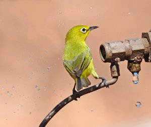 White-eye