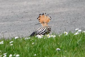 Visiting Hoopoe, in Northern Ireland