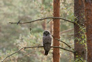 Great grey owl and great tit