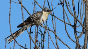 great spotted cuckoo