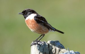 Stonechat