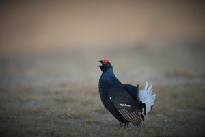 Good Morning from a Black Grouse.