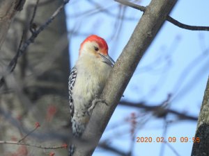 Redbelly woodpecker