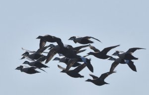 eider migrating.jpg