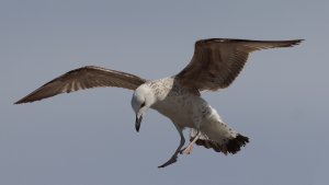 yellow-legged gull (1st winter)