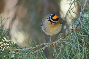 Firecrest 47101 part two