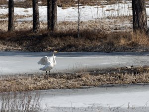 Whooper swan