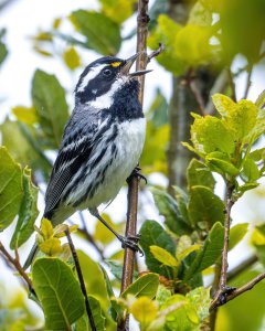 Black-throated Gray Warbler