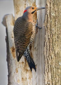 Northern flicker (male)