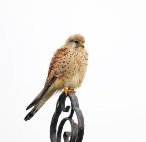 Common Kestrel