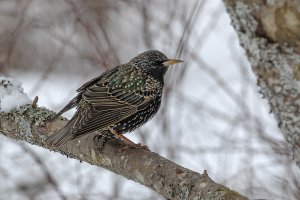 Starling in nice light