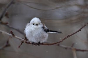 Long-tailed Tit observing me