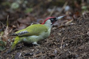 Green Woodpecker - a male appears