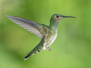 White-necked Jacobin -female