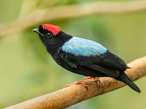 Blue backed Manakin