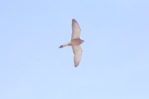 Lesser kestrel in flight