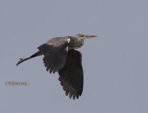 Grey heron flight