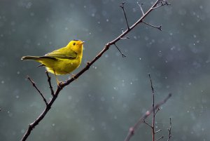 Wilson's Warbler in the rain