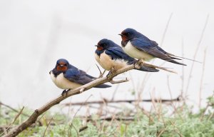 Barn Swallows