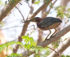 Tailless Green Heron