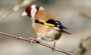 Goldfinch