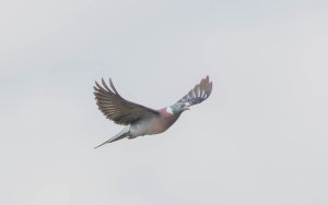 Common Wood Pigeon