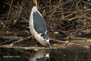 Black-crowned Night Heron