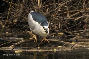 Black-crowned Night Heron