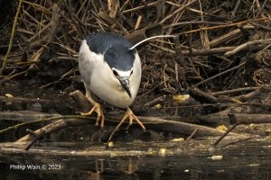 Black-crowned Night Heron