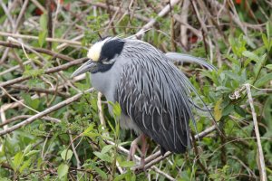 Napping Yellow Crowned Night Heron